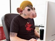 Cyberpunk 2077: CD Projekt RED verhindert Crunchtime mit Mensch-Ratte-Hybrid-Programmierern